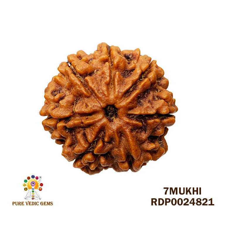 7 Mukhi Rudraksha (4.320g)