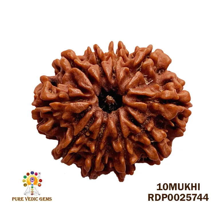 10 Mukhi Rudraksha (3.584g) — image 1