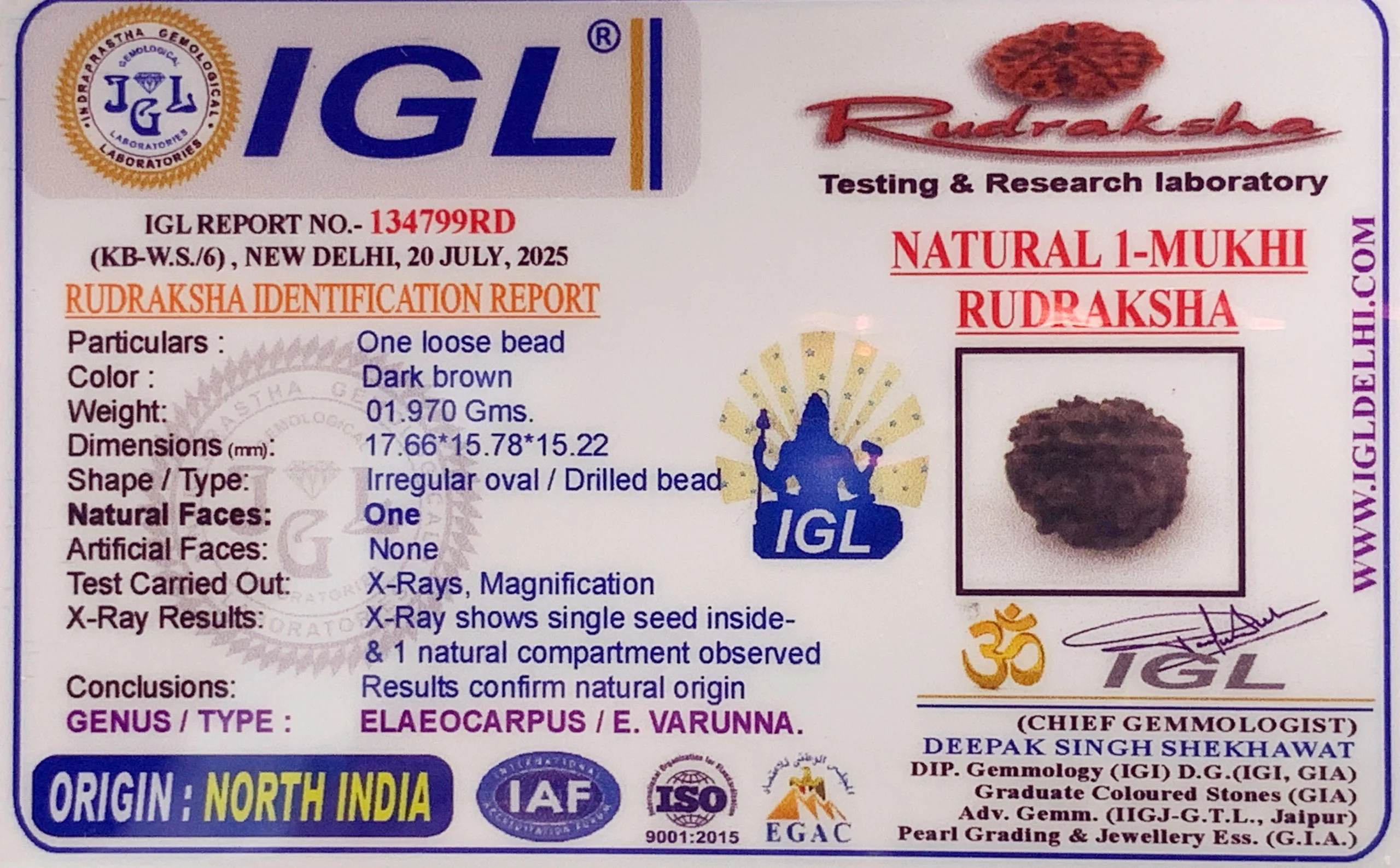 1 Mukhi Rudraksha (1.970g) view 2