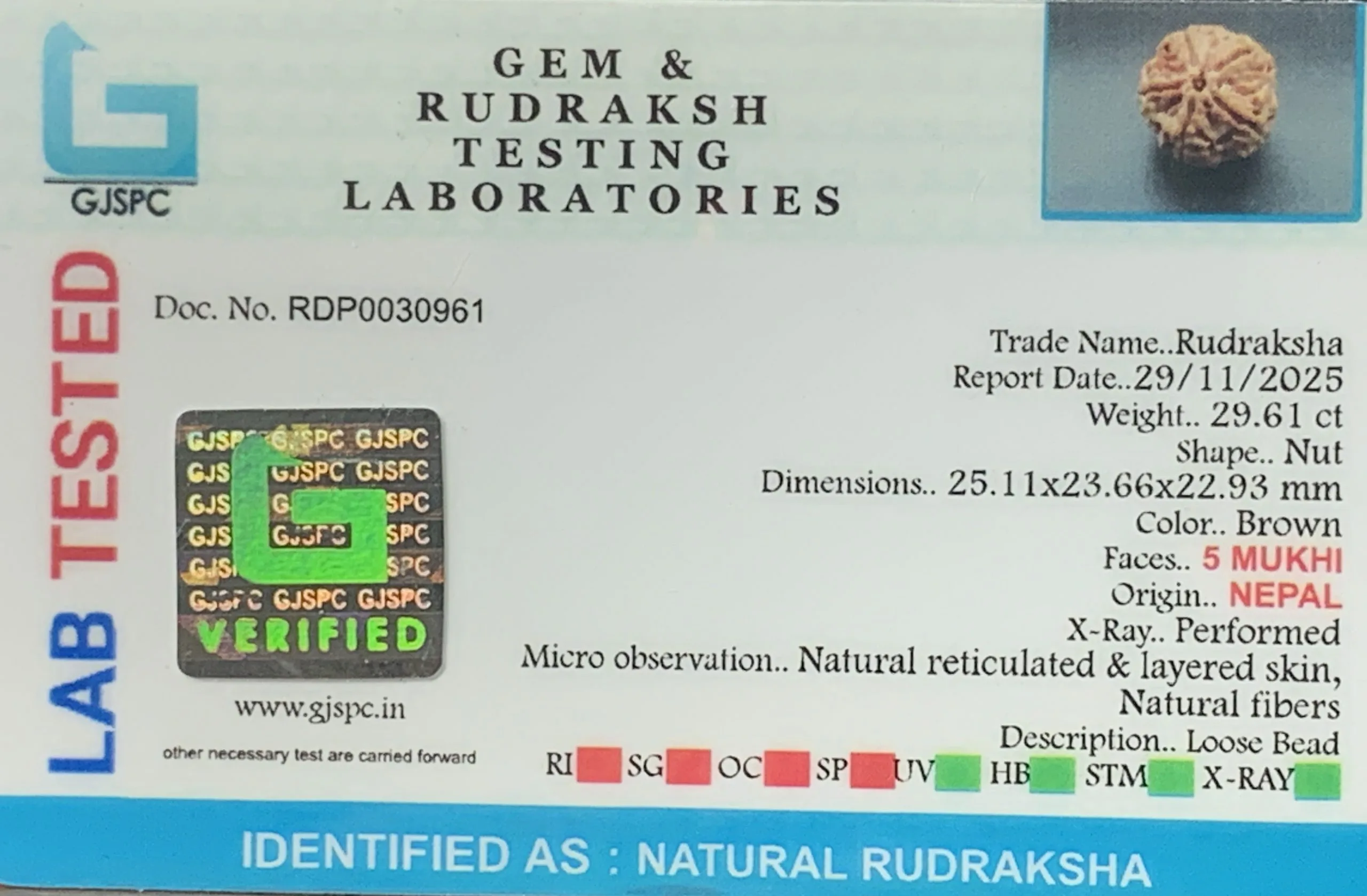 5 Mukhi Rudraksha (5.922g) view 2