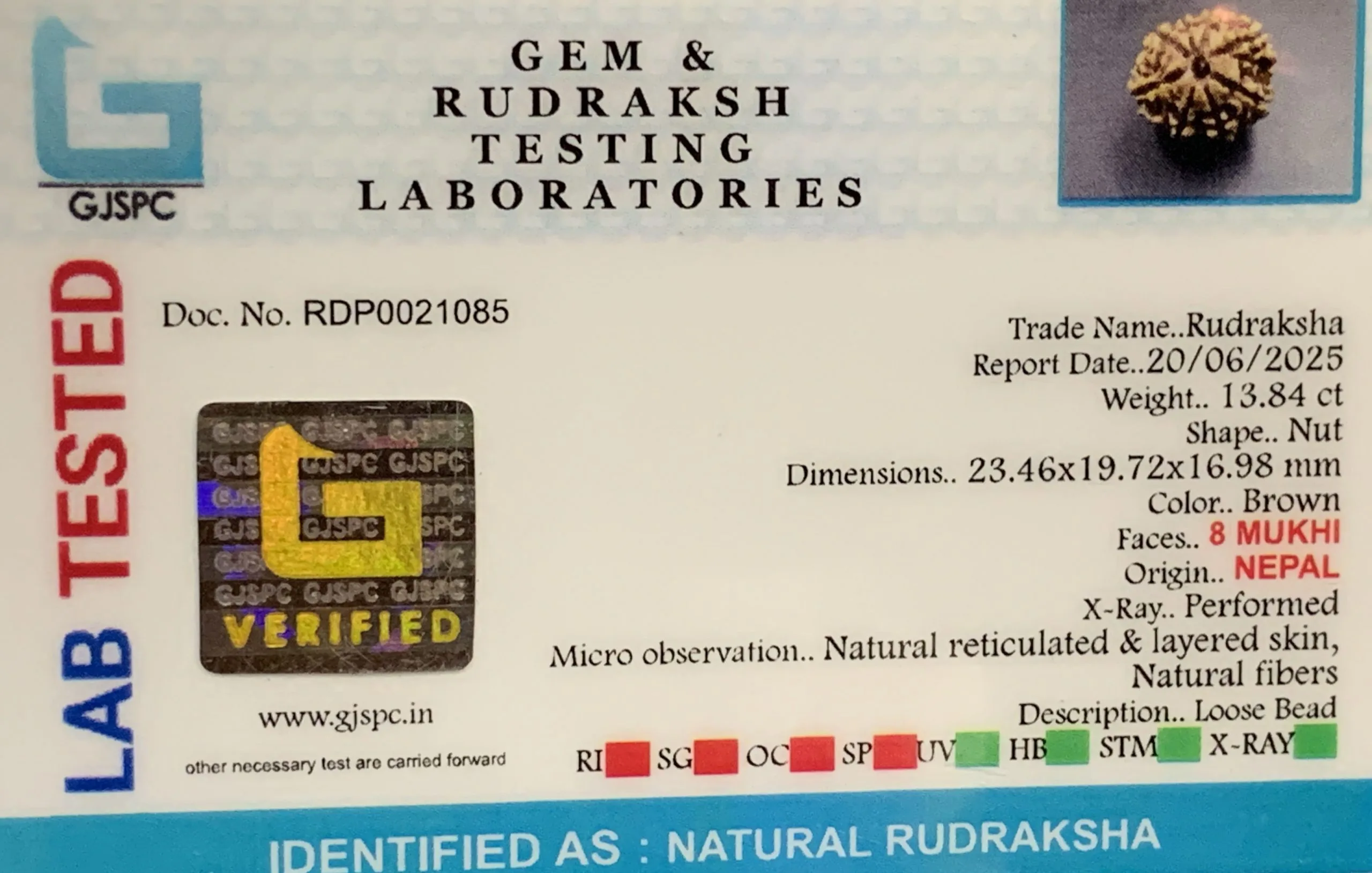 8 Mukhi Rudraksha (2.768mg) view 2