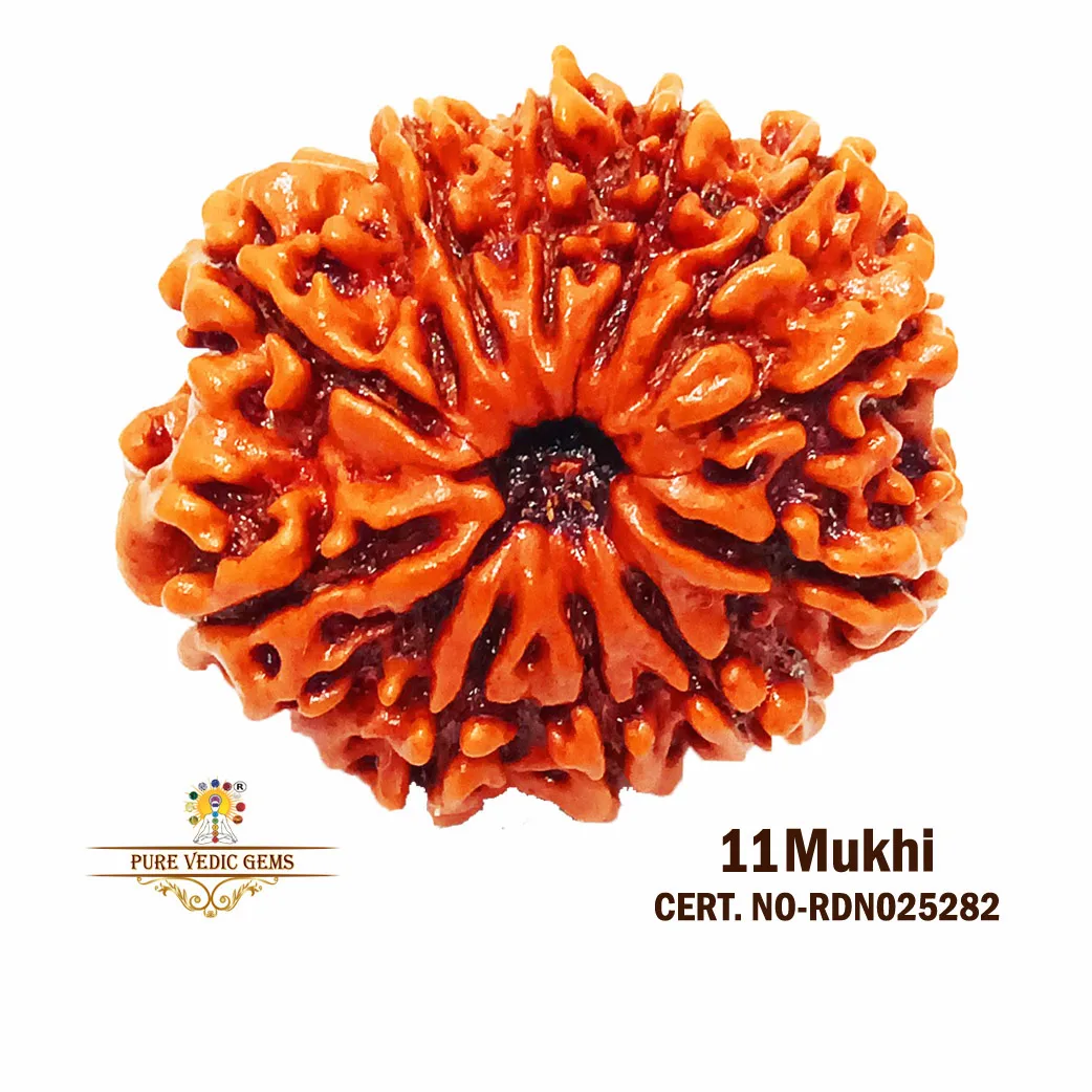 11 Mukhi Rudraksha (3.616g)