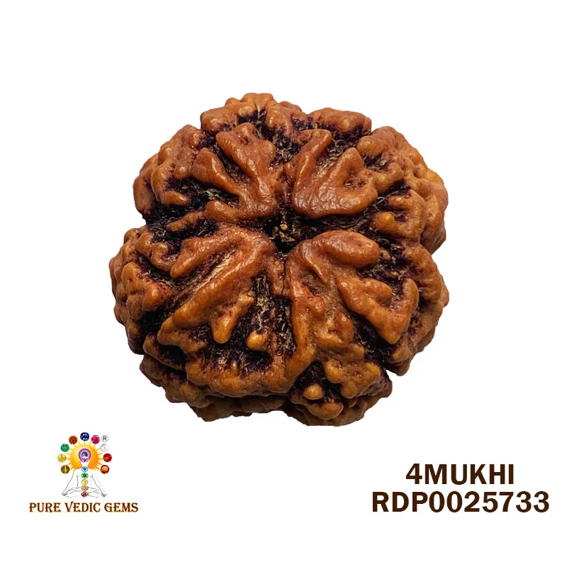 4 Mukhi Rudraksha (6.042g)