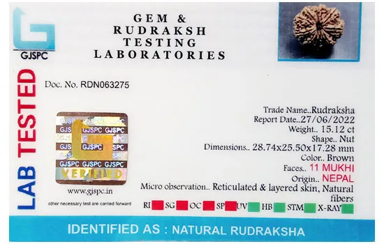 11 Mukhi Rudraksha (3.024g) view 2