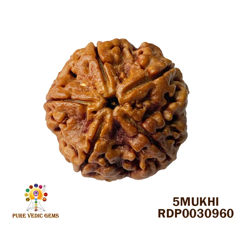5 Mukhi Rudraksha (5.350g)