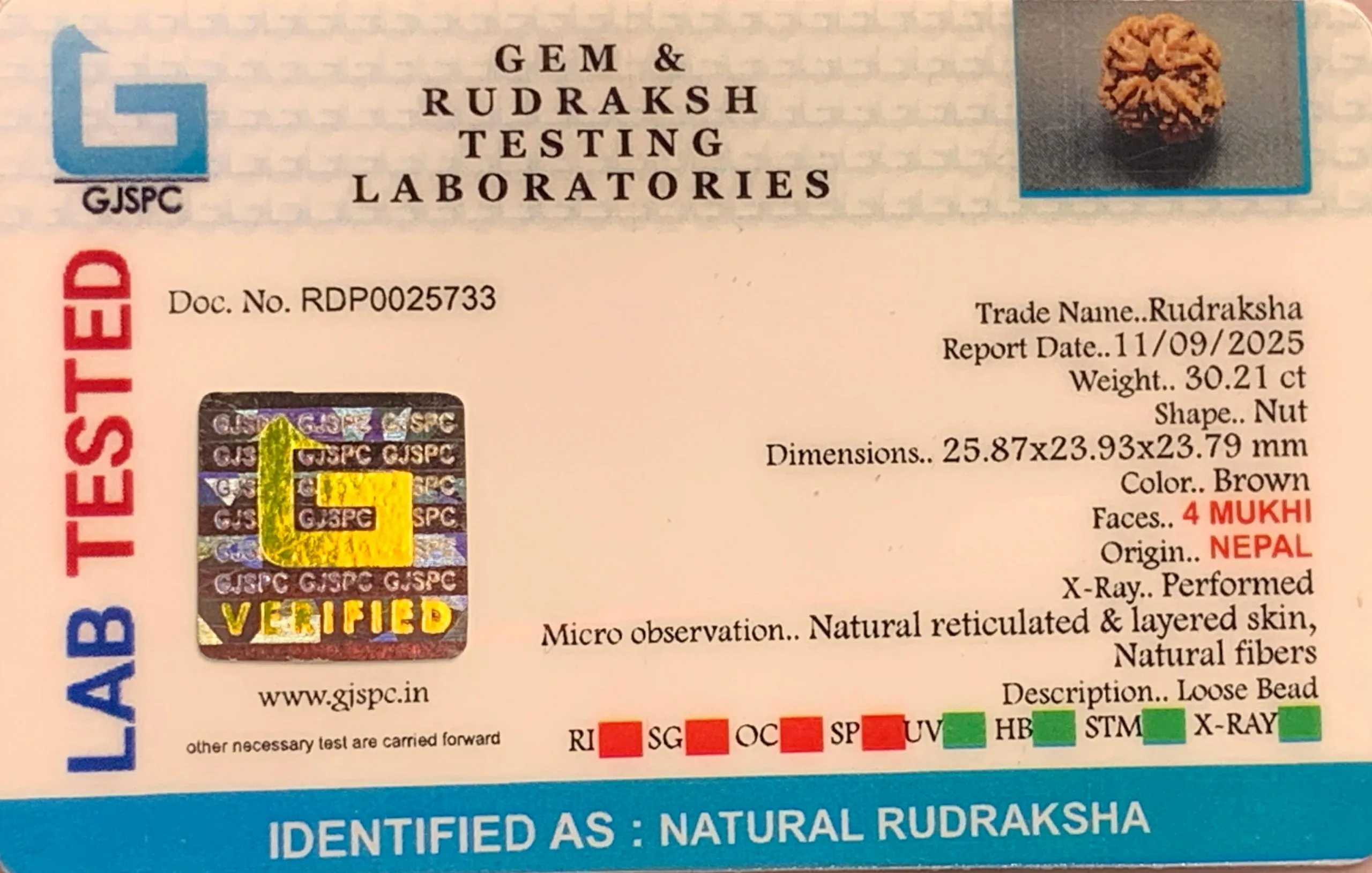 4 Mukhi Rudraksha (6.042g) view 2
