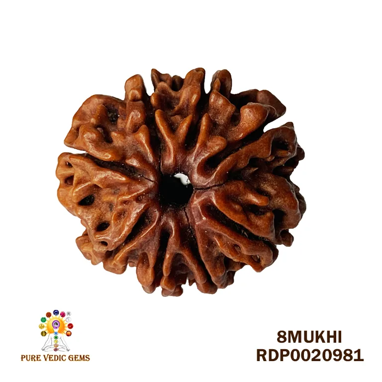 8 Mukhi Rudraksha (2.832mg)