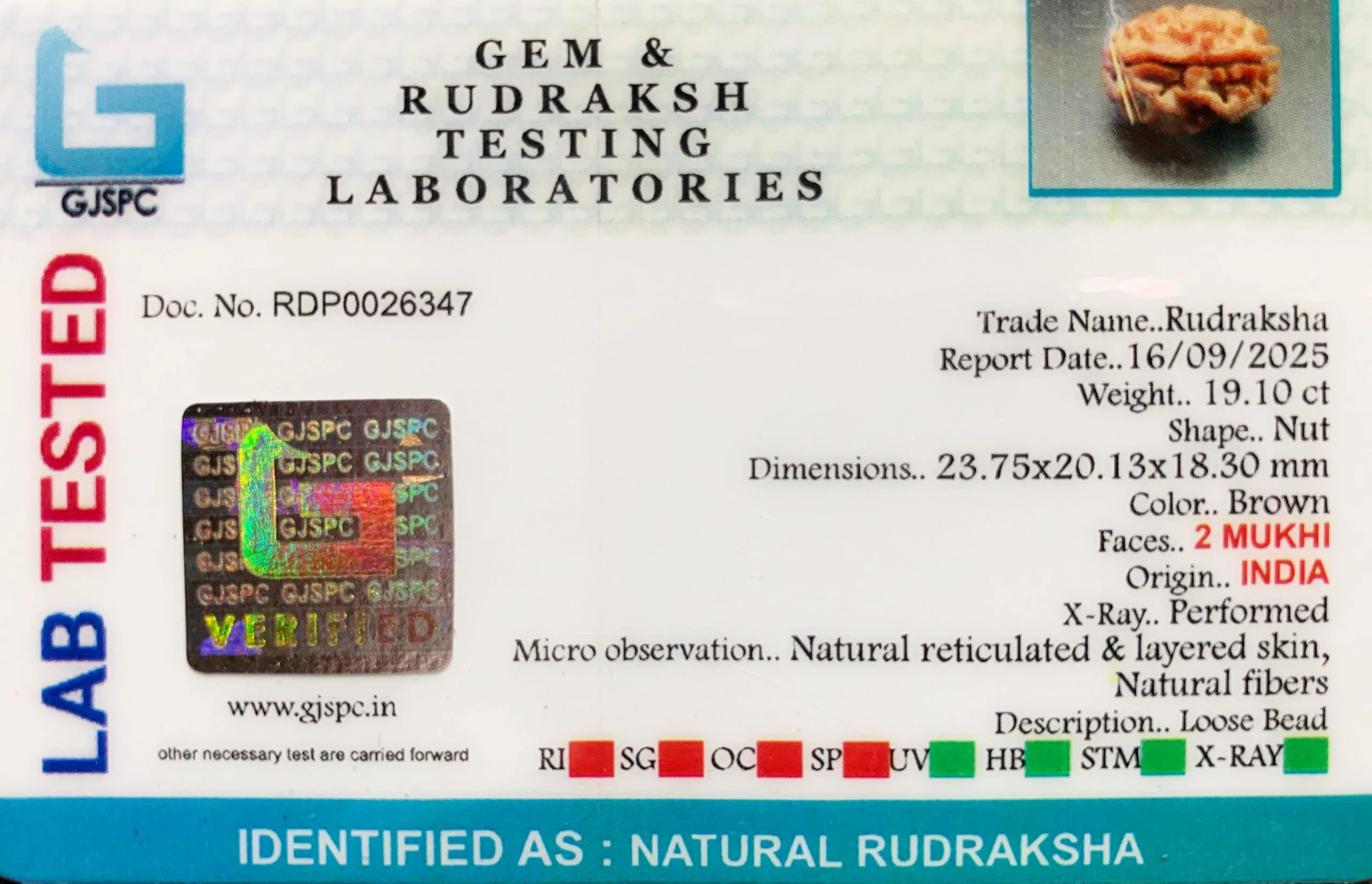 2 Mukhi Rudraksha (3.820g) view 2