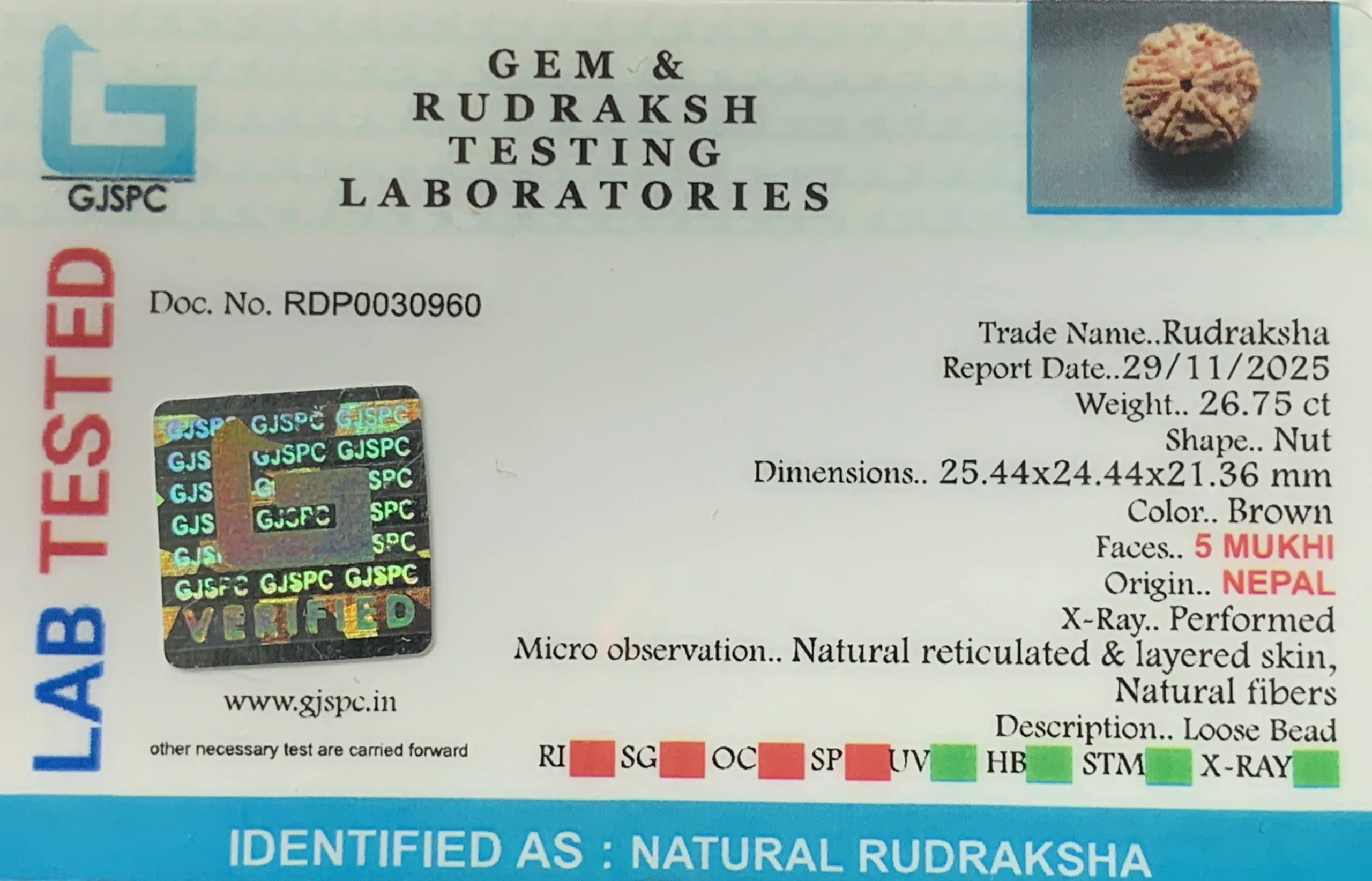 5 Mukhi Rudraksha (5.350g) view 2
