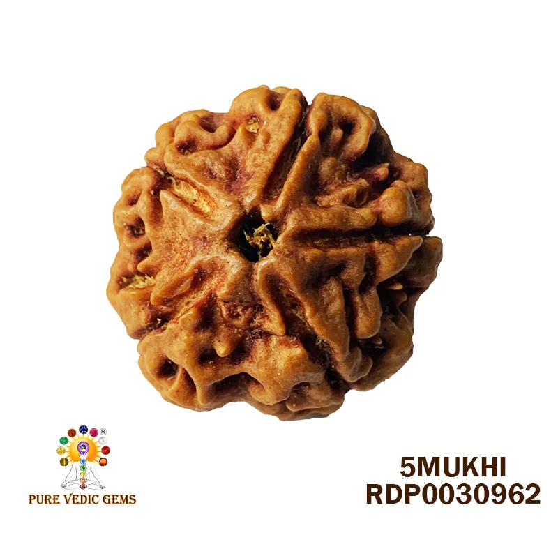 5 Mukhi Rudraksha (6.772g)