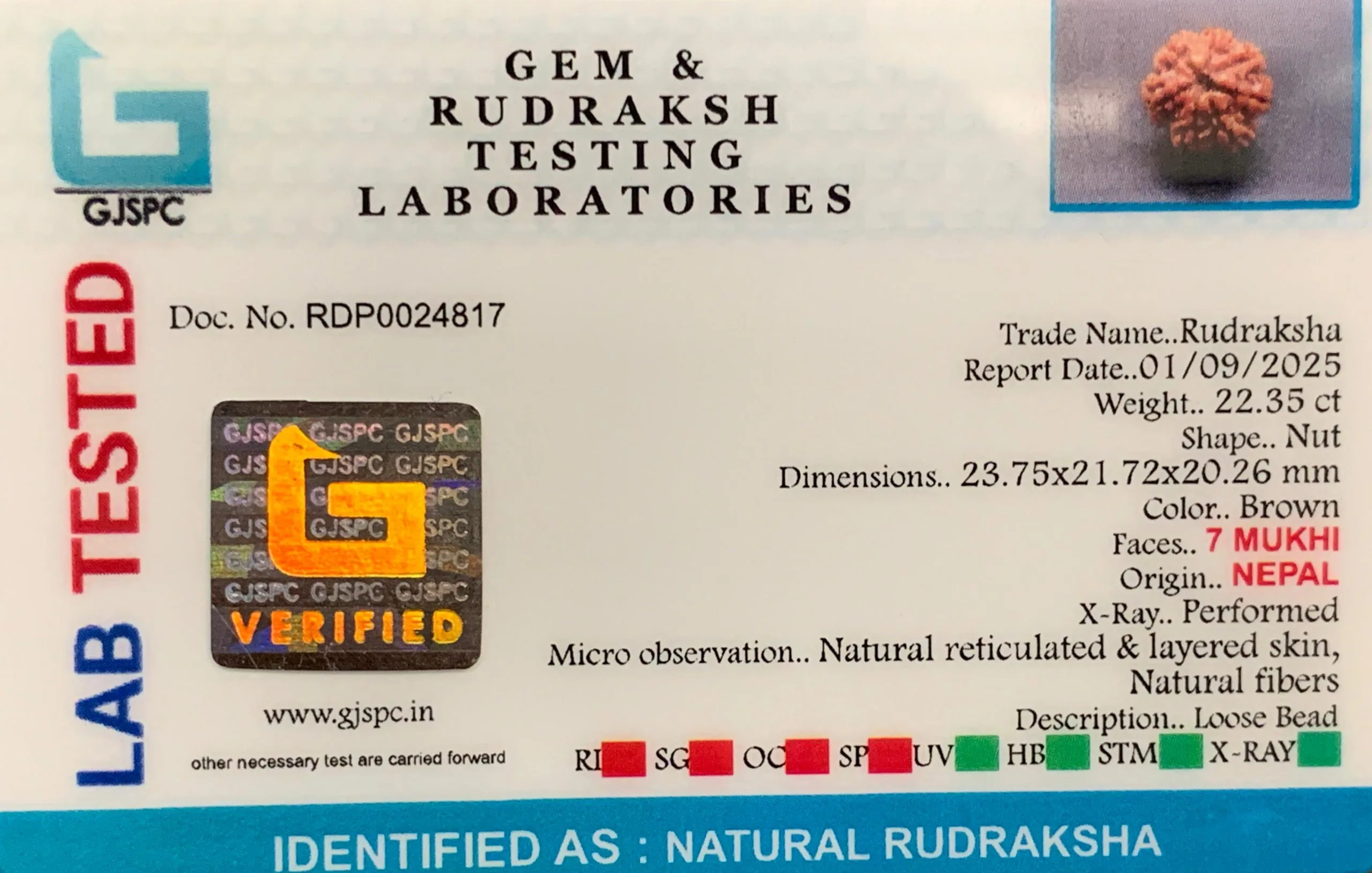 7 Mukhi Rudraksha (4.470g) view 2