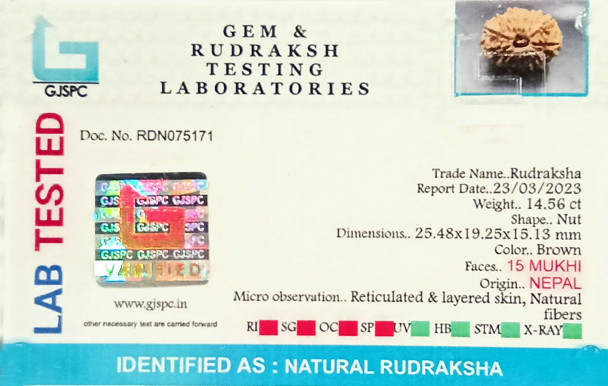 15 Mukhi Rudraksha (2.912g) view 2