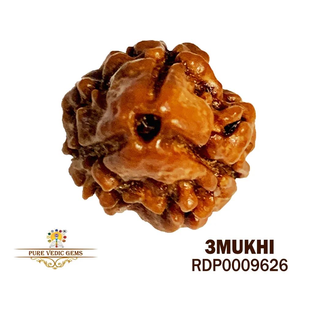 3 MUKHI Rudraksha (1.060g)