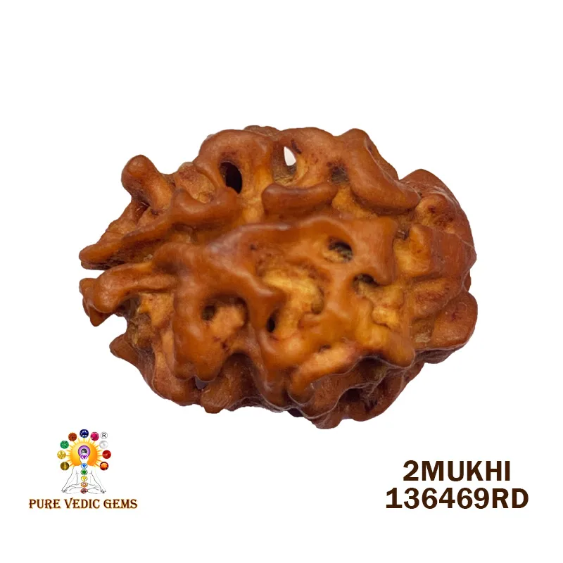 2 Mukhi Rudraksha (1.316g)