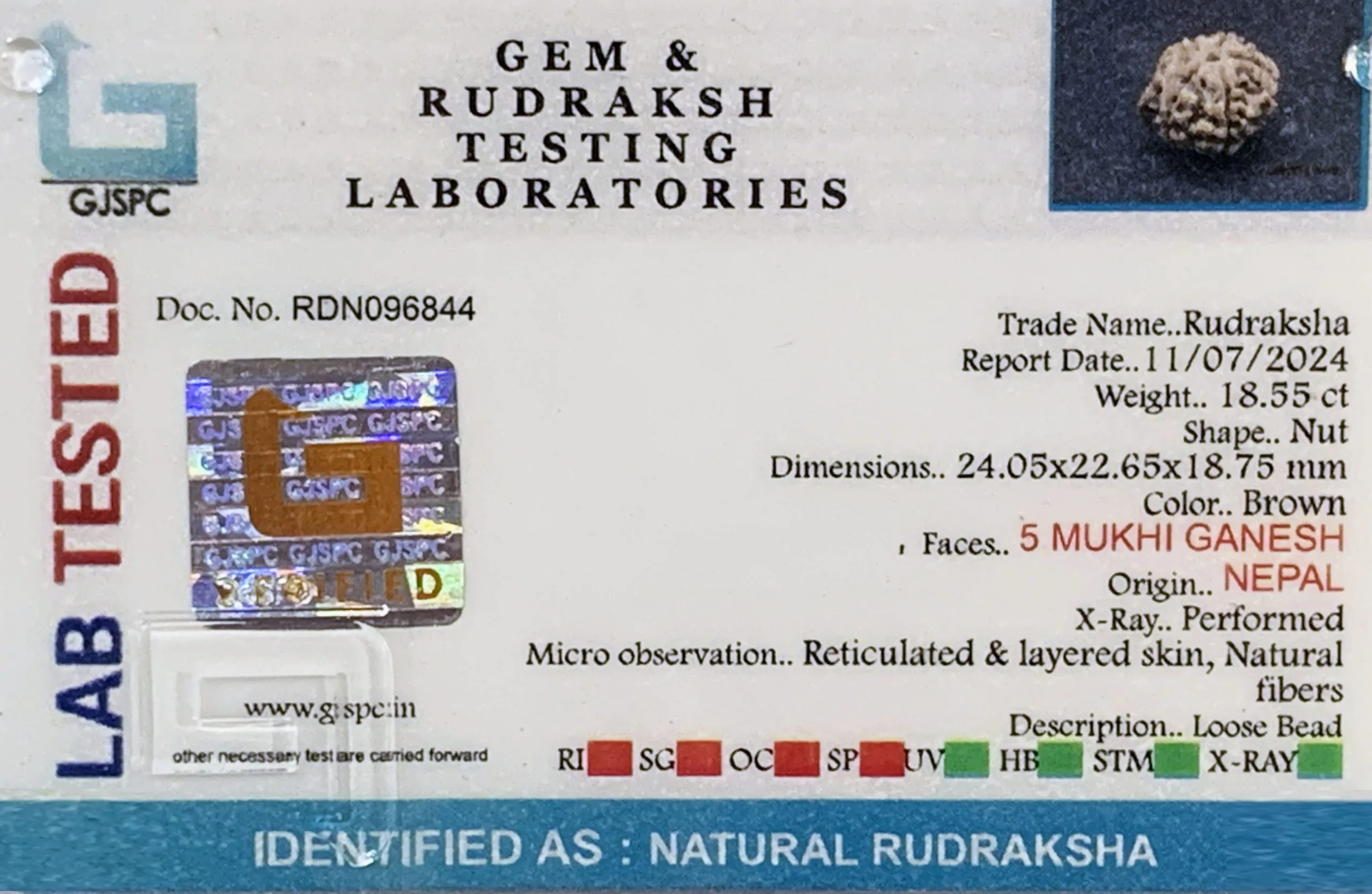 Ganesh Rudraksha (3.710g) view 2