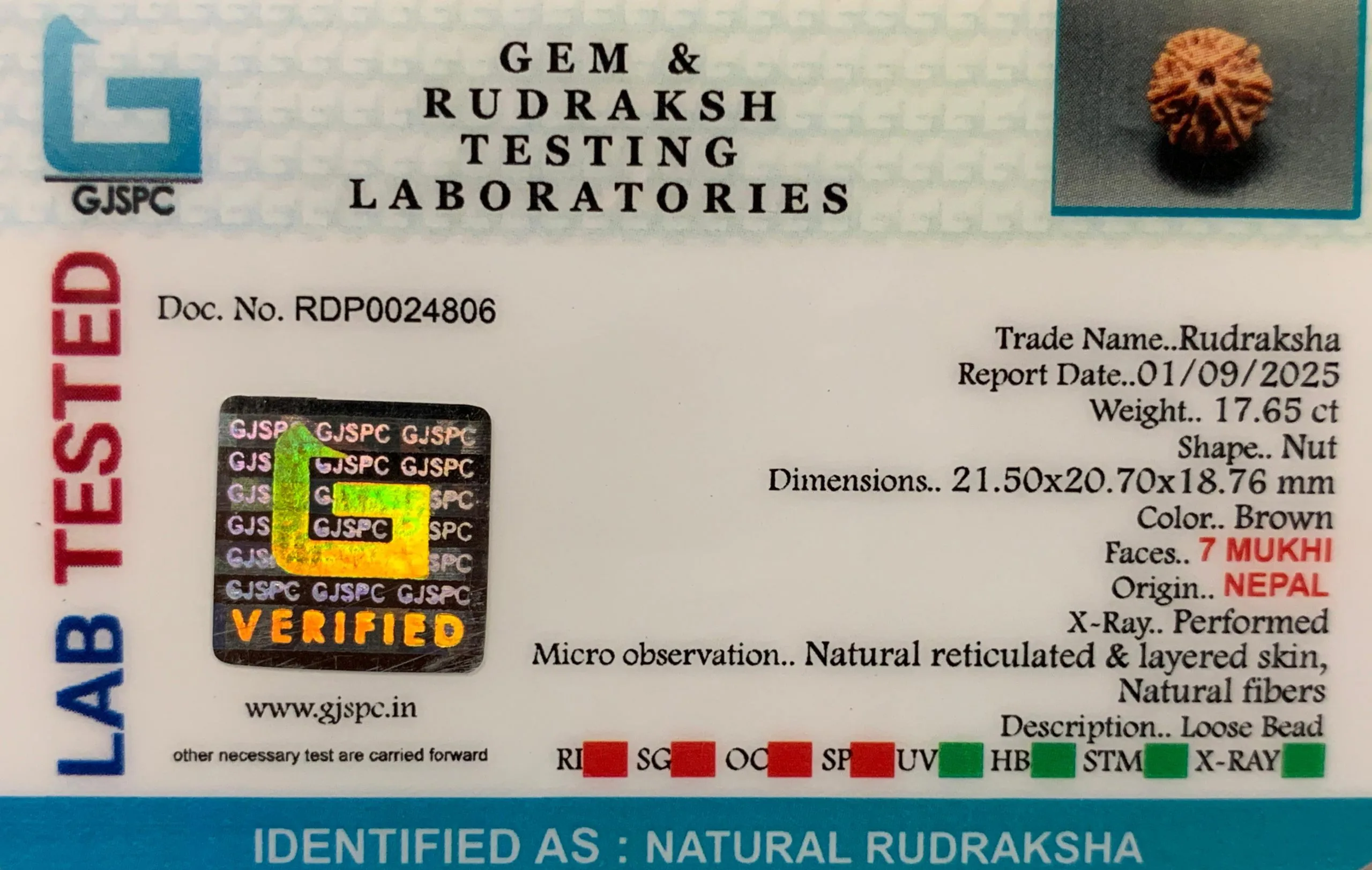 7 Mukhi Rudraksha (3.530g) view 2