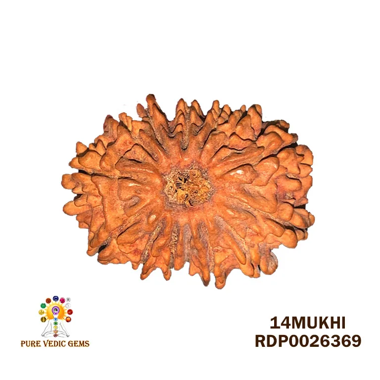 14 Mukhi Rudraksha (1.698g) On Demand