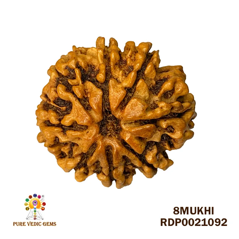 8 Mukhi Rudraksha (2.222mg) — image 1