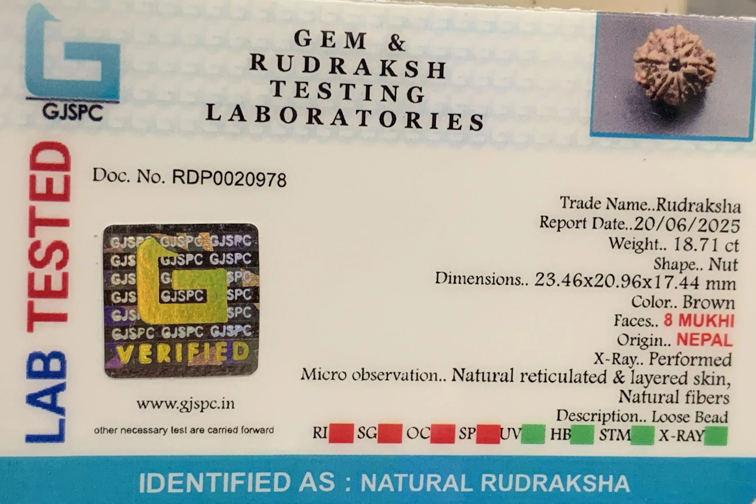 8 Mukhi Rudraksha (3.742mg) view 2