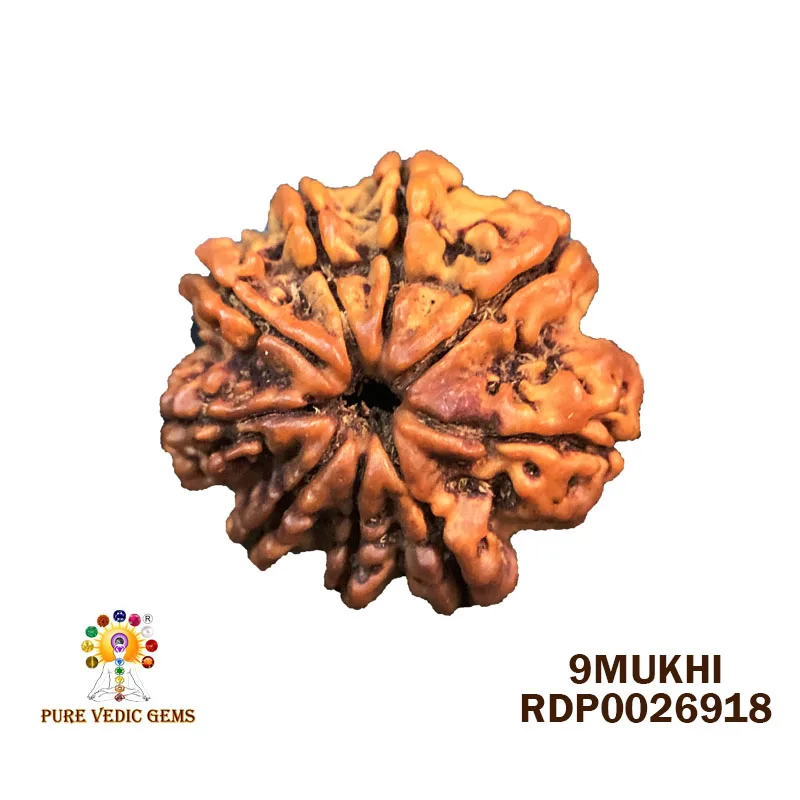 9 Mukhi Rudraksha (2.448g)