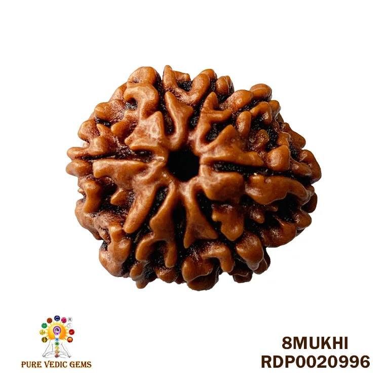 8 Mukhi Rudraksha (2.460mg) — image 1