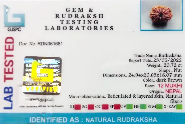 12 Mukhi Rudraksha (4.144g) view 2