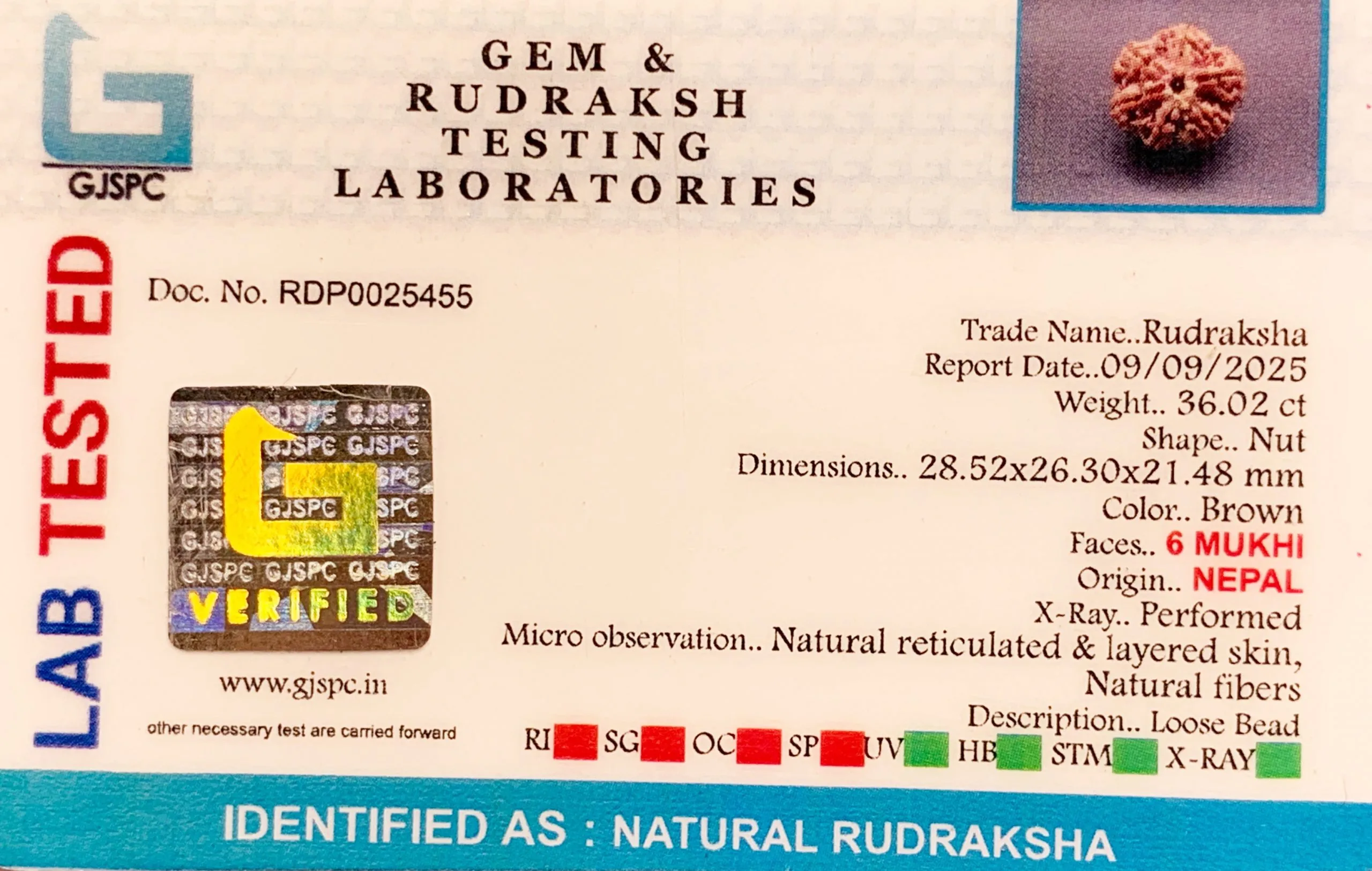 6 Mukhi Rudraksha (7.204g) view 2