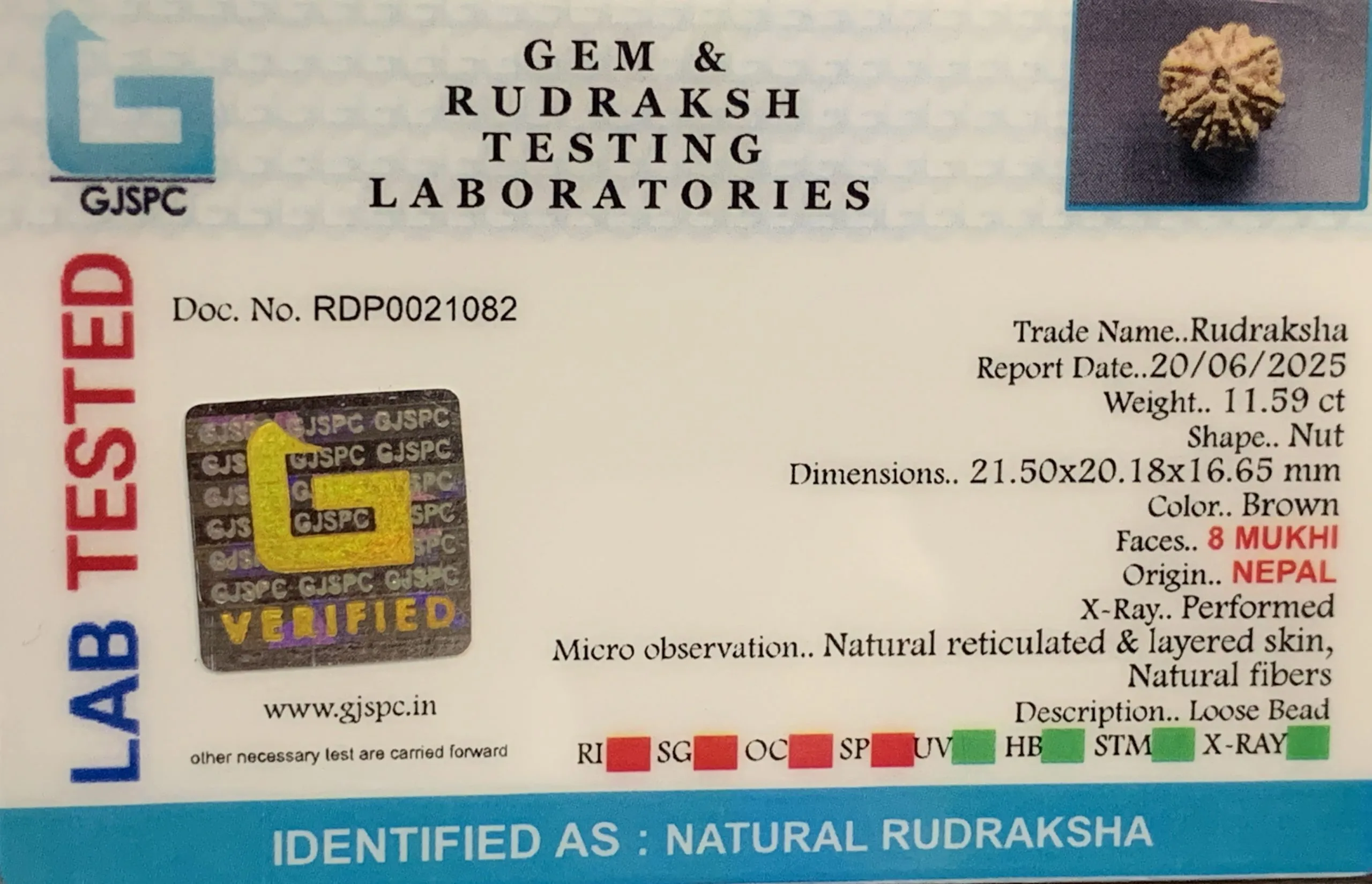 8 Mukhi Rudraksha (2.318mg) view 2