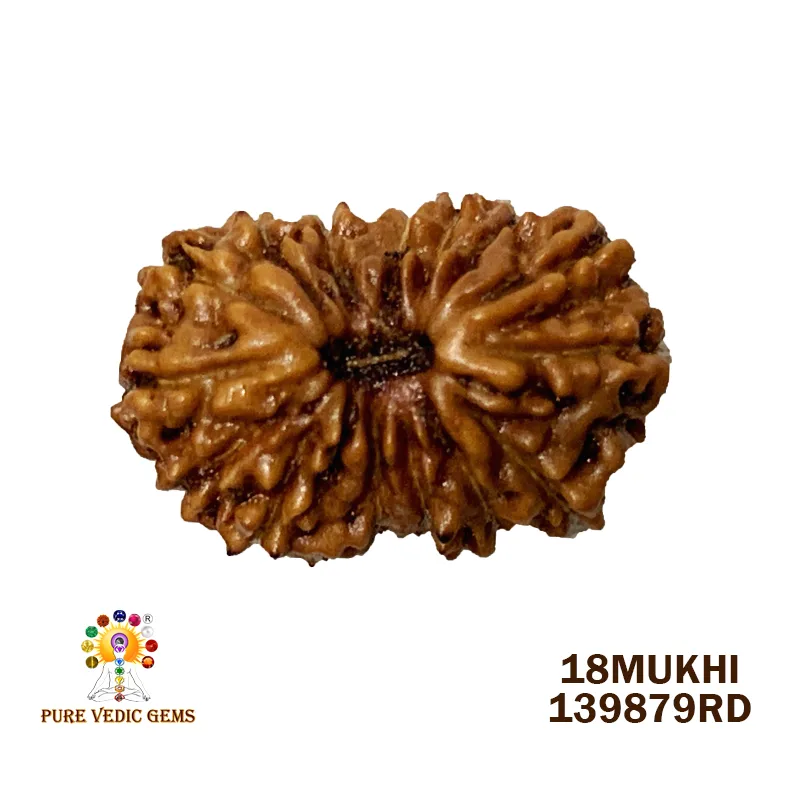 18Mukhi Rudraksha (0.547mg) On Demand