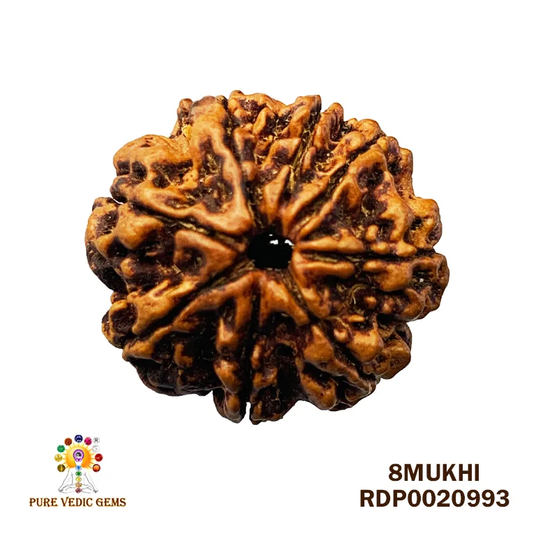 8 Mukhi Rudraksha (1.300mg) — image 1