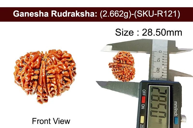 Ganesh Rudraksha (2.662g) view 3
