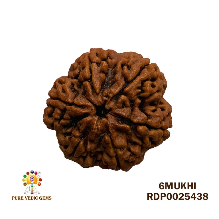 6 Mukhi Rudraksha (5.964g)