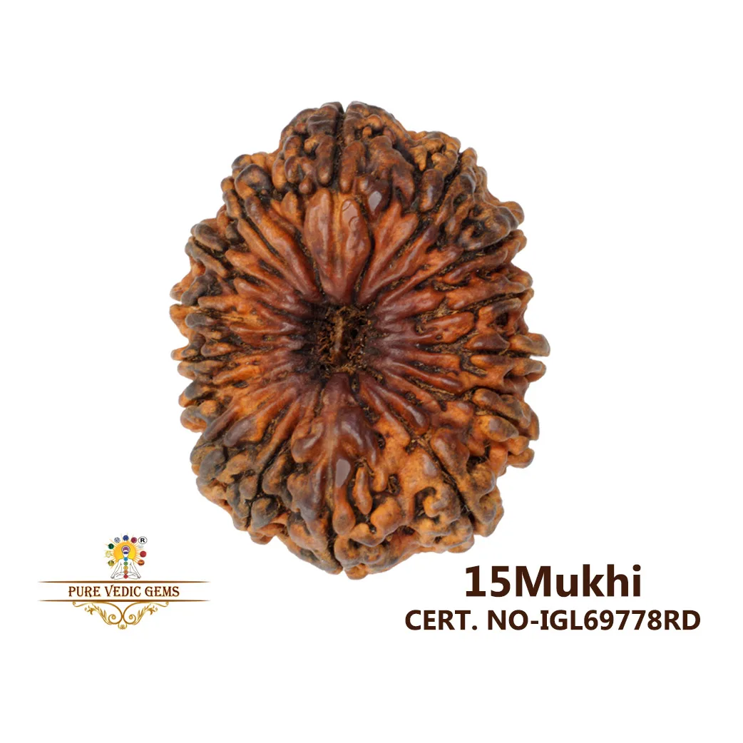 15 Mukhi Rudraksha (4518 mg)-On Demand