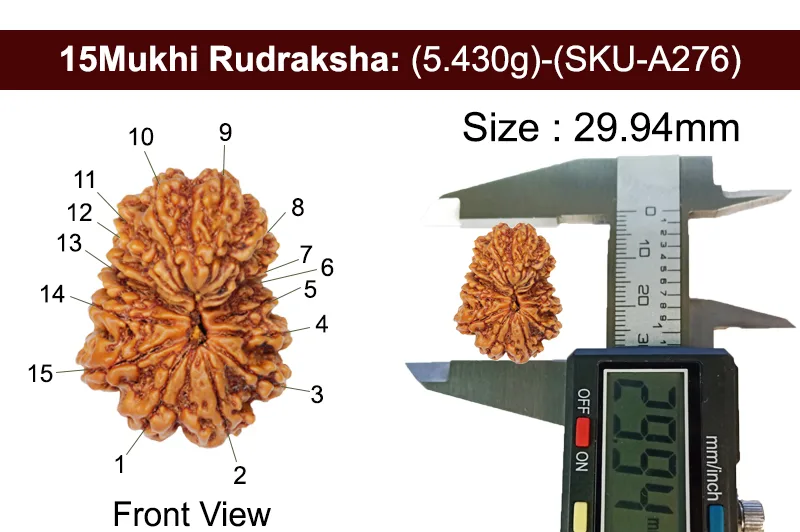 15 Mukhi Rudraksha (5.430g) view 3