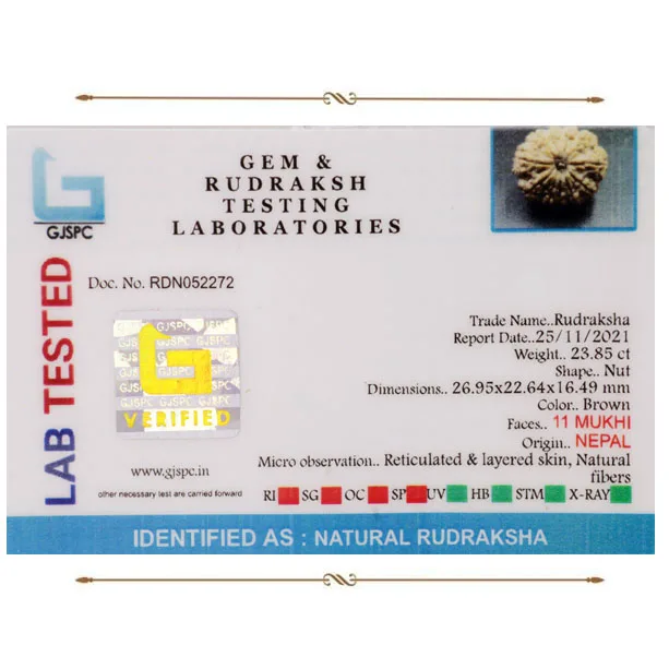 11 Mukhi Rudraksha (4.770g) view 2