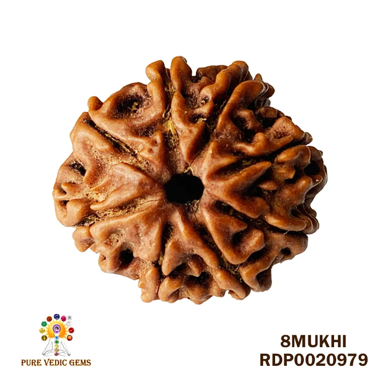 8 Mukhi Rudraksha (2.104mg)