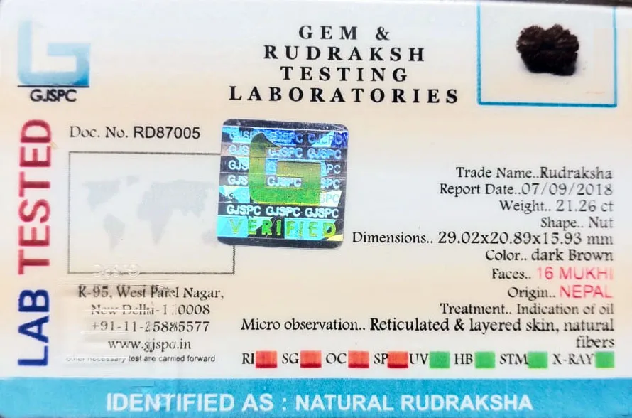 16 Mukhi Rudraksha (4.252g) On Demand view 2