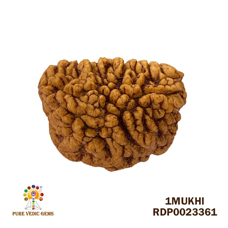1 Mukhi Rudraksha (4.980g)
