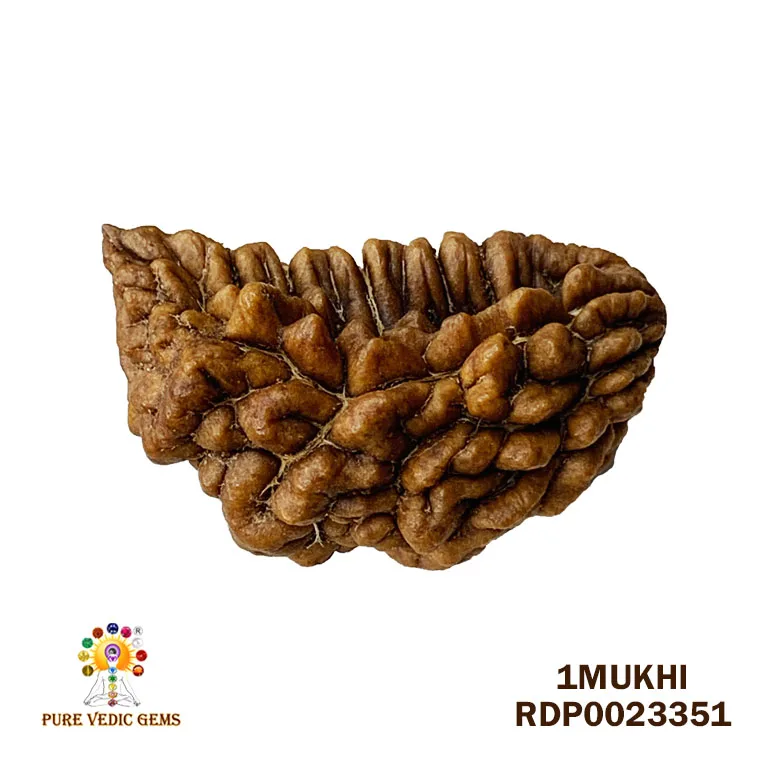 1 Mukhi Rudraksha (3.572g)