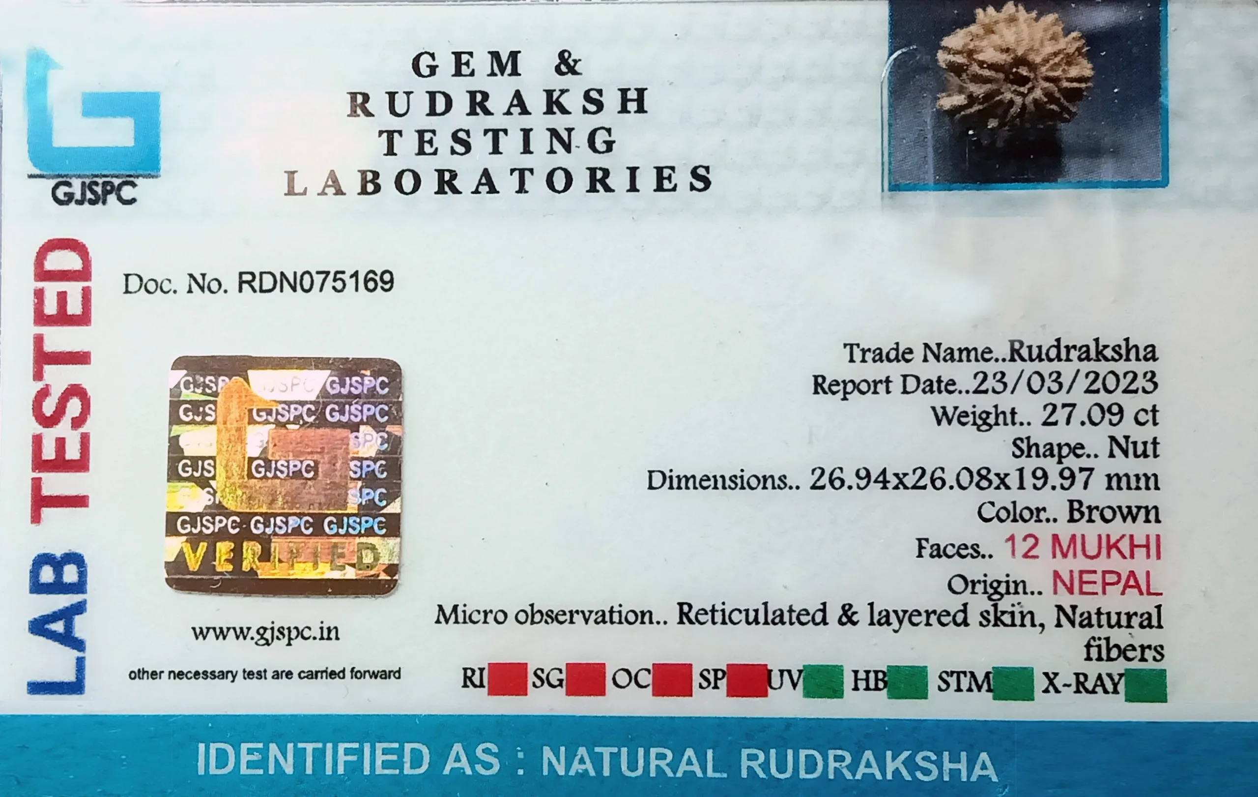 12 Mukhi Rudraksha (5.418g) view 2