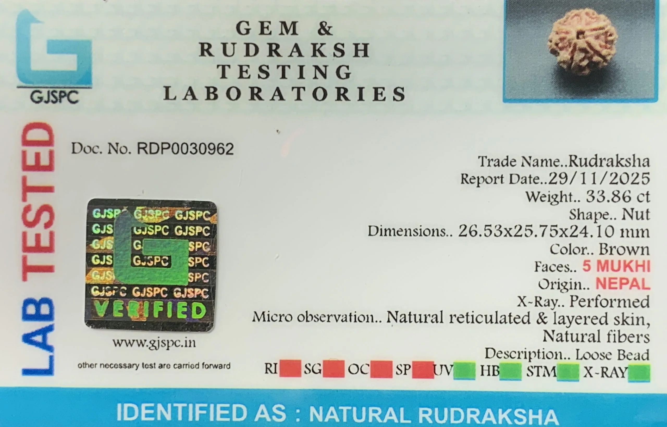 5 Mukhi Rudraksha (6.772g) view 2