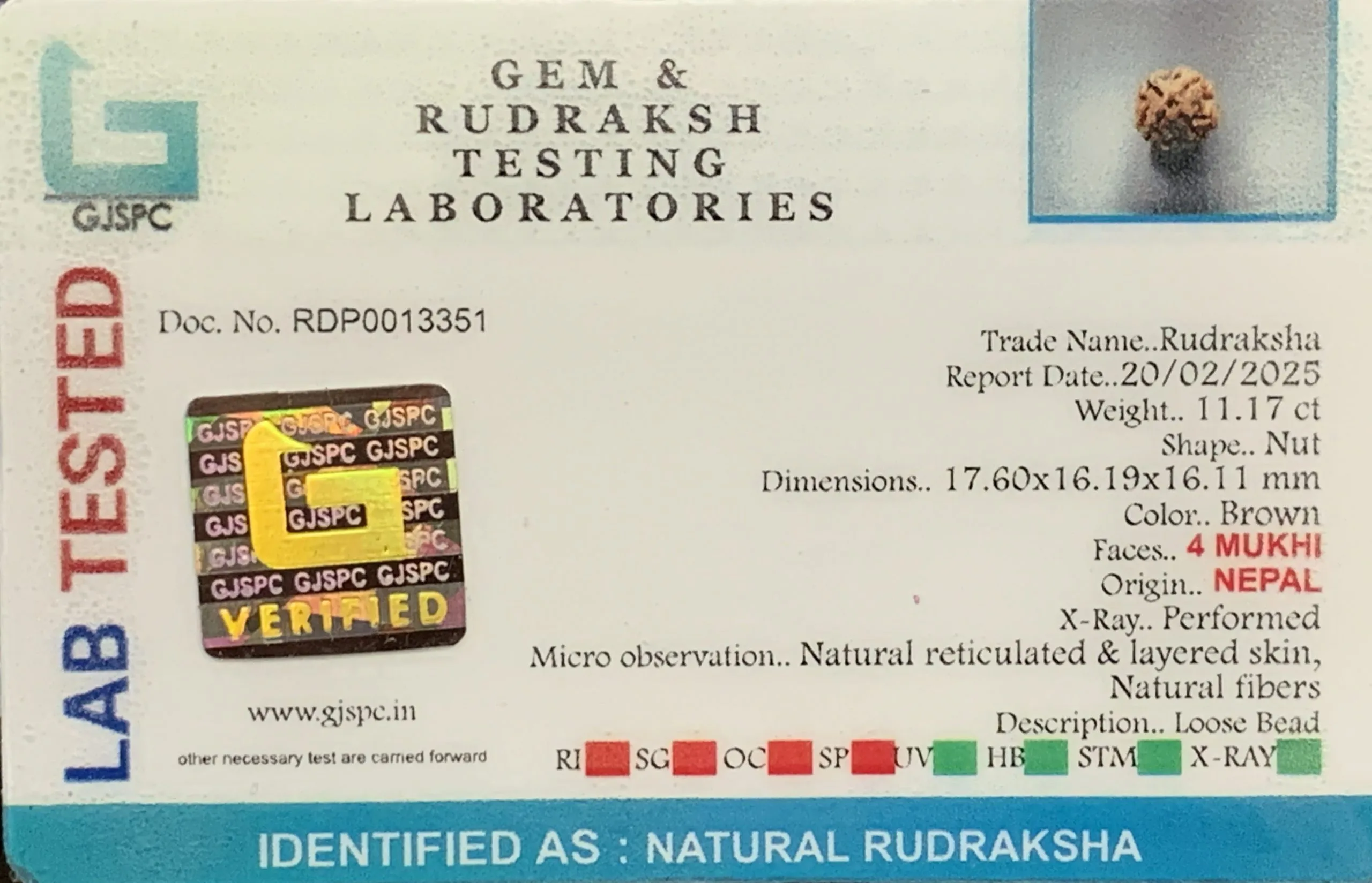 4 Mukhi Rudraksha (2.234g) view 2