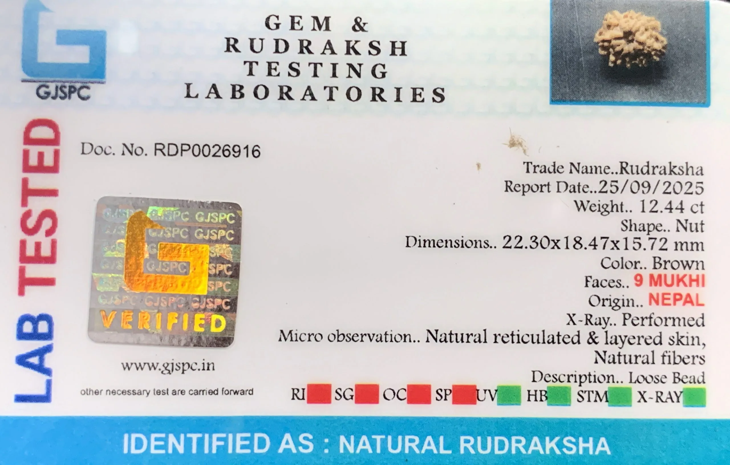 9 Mukhi Rudraksha (2.488g) view 2