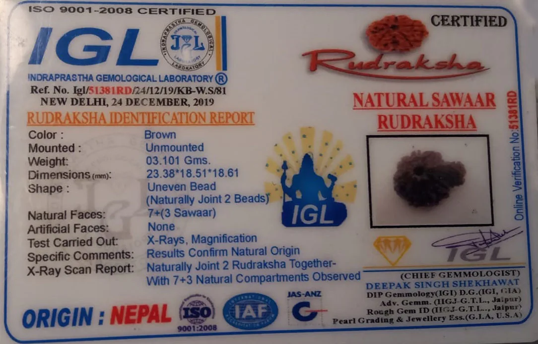 Sawar Rudraksha (3.101g) view 2