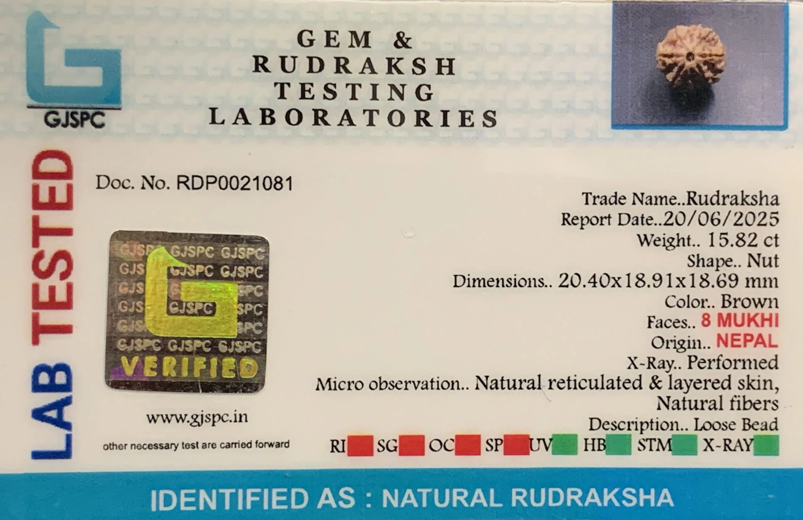 8 Mukhi Rudraksha (3.164mg) view 2
