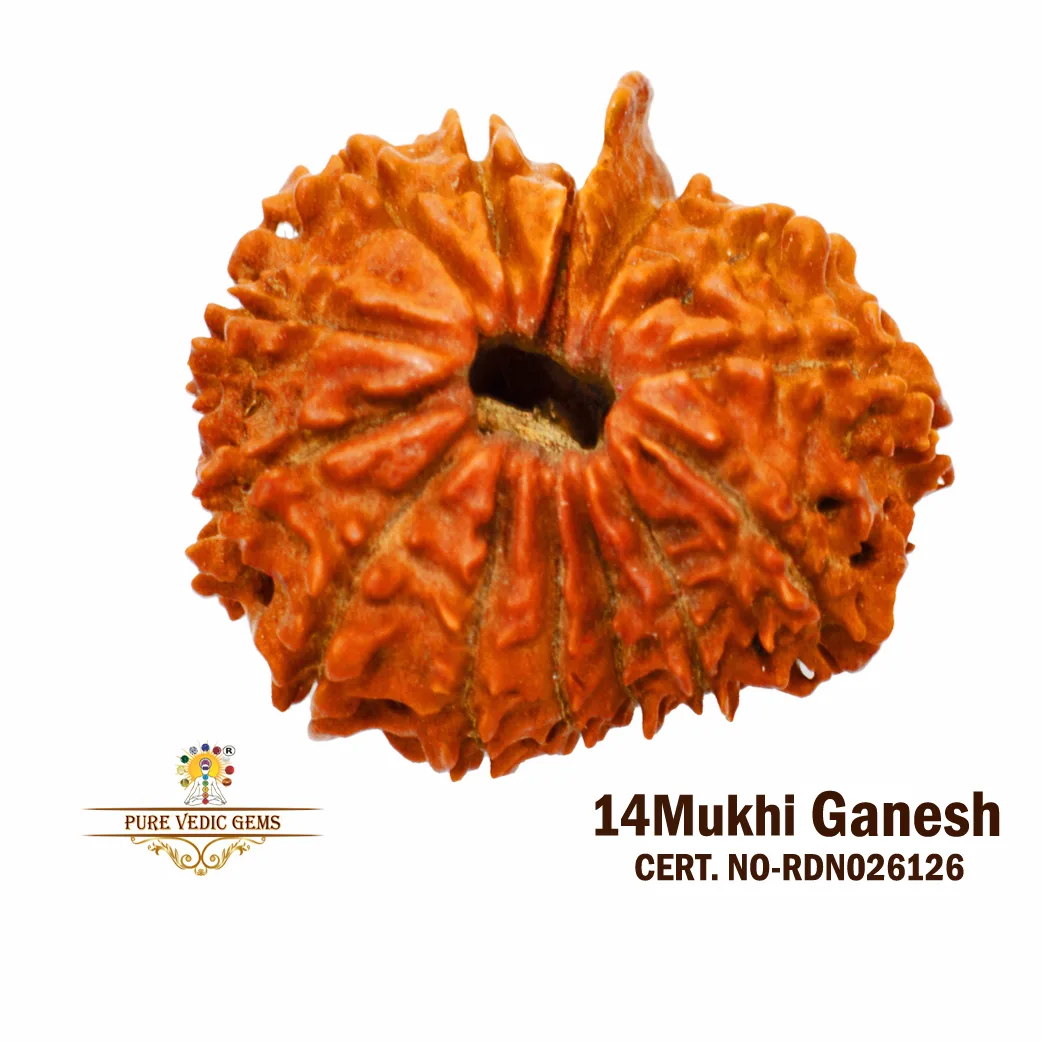 14 Mukhi Ganesh Rudraksha (1.688g)