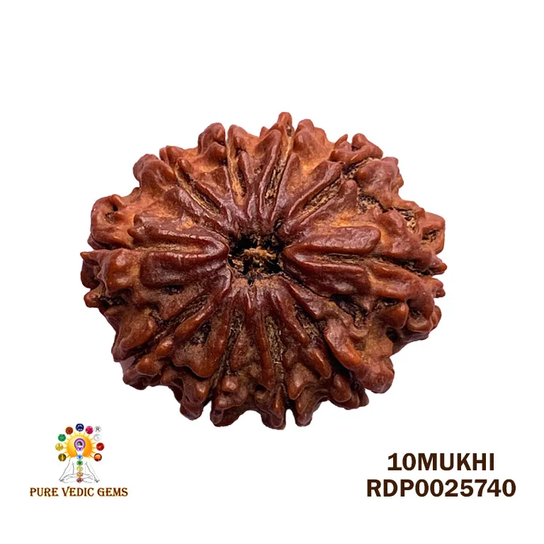 10 Mukhi Rudraksha (3.568g) — image 1