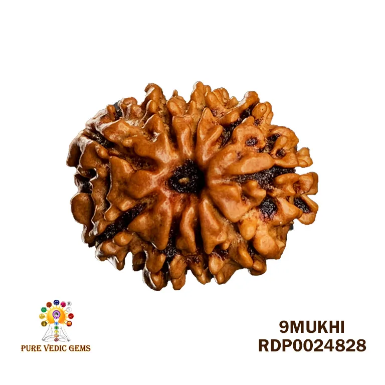 9 Mukhi Rudraksha (1.364g)