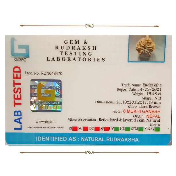 Ganesh Rudraksha (3.096g) view 2