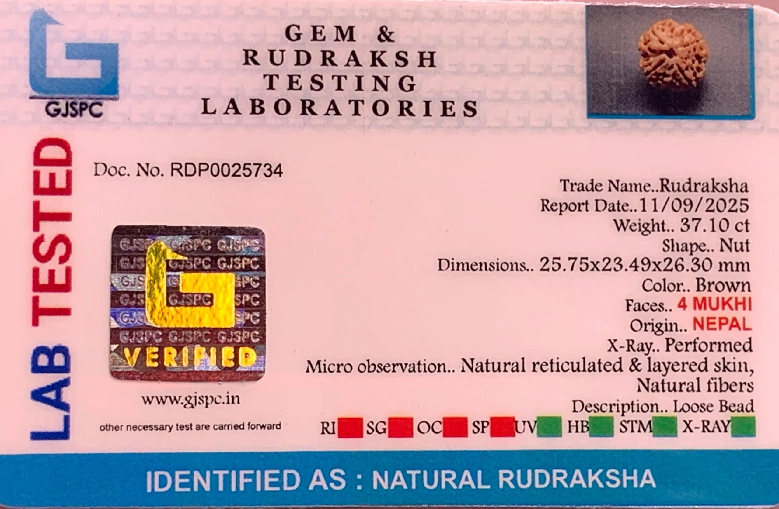 4 Mukhi Rudraksha (7.420g) view 2